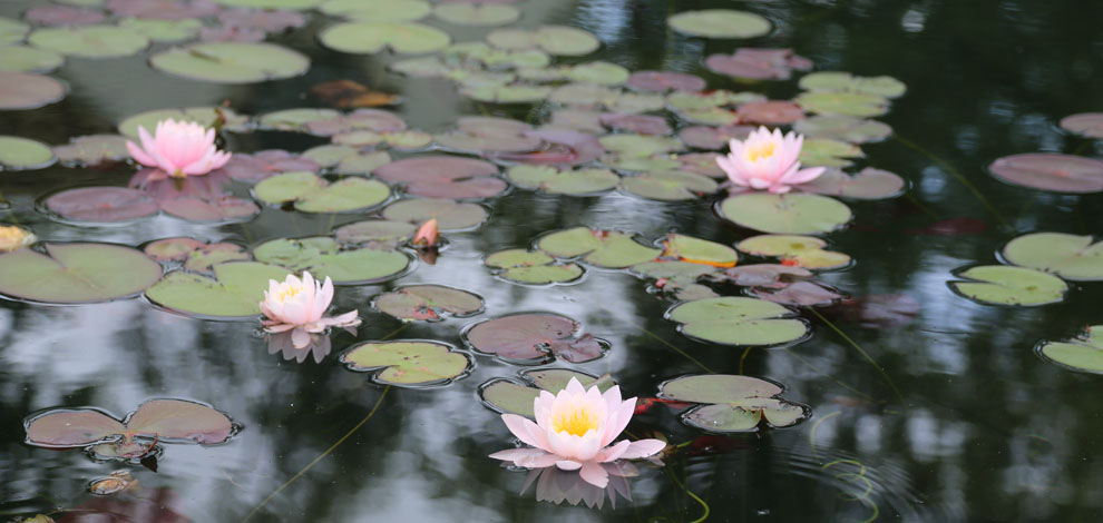 Bodnant Garden